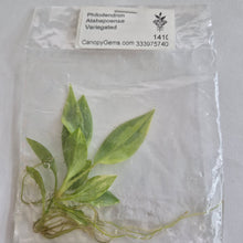 Load image into Gallery viewer, Philodendron Atabapoense Variegated tissue culture Fedex 2day
