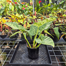 Load image into Gallery viewer, Philodendron Giganteum, Exact Plant Variegated Ships Nationwide