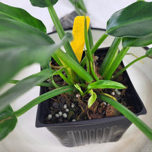Load image into Gallery viewer, Philodendron Orchid Jungle 4" pot, Fedex 2day*