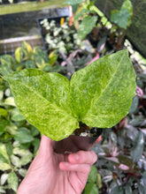 Load image into Gallery viewer, Zamioculcas Zamiifolia Wild Form ZZ Variegated 2.5" pot, Fedex 2day*