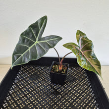 Load image into Gallery viewer, Alocasia 'Suhirmaniana' Black Satun Pink Bone exact plant, Fedex 2day*