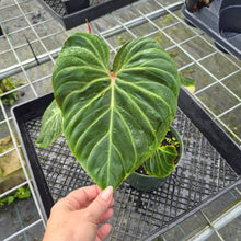Load image into Gallery viewer, Philodendron Verrucosum Amazon Sunset, Exact Plant