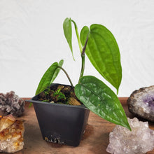 Load image into Gallery viewer, Anthurium Sp. Limon 2.5" pot, Fedex 2day*