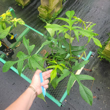 Load image into Gallery viewer, Philodendron Quercifolium x Pedatum, Exact Plant Ships Nationwide