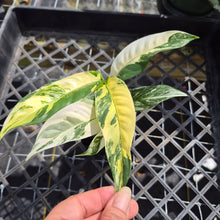 Load image into Gallery viewer, Rhaphidophora Lobbii, Exact Plant Variegated Ships Nationwide