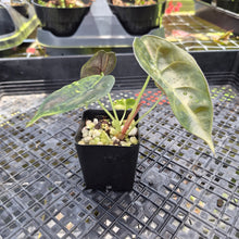 Load image into Gallery viewer, Alocasia Sedenii Aurea Variegated, Exact Plant Ships Nationwide