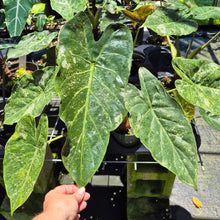 Load image into Gallery viewer, Alocasia Wentii Pink Splash Variegated 6" pot, Fedex 2day