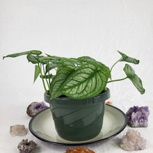 Load image into Gallery viewer, Monstera Siltepecana El Salvador 6" pot, ships nationwide