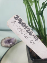 Load image into Gallery viewer, Obliqua Peru, exact plant, Monstera, ships nationwide