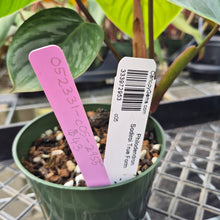Load image into Gallery viewer, Philodendron Sodiroi True Form, Exact Plant Ships Nationwide