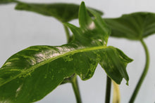 Load image into Gallery viewer, Variegated Philodendron Mottled Dragon Lime Fiddle Exact Plant