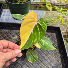 Load image into Gallery viewer, Philodendron Gloriosum variegated, Exact Plant Ships Nationwide