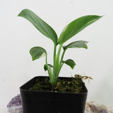 Load image into Gallery viewer, Monstera Standleyana Albo Variegated 2.5" Pot, Fedex 2 day*