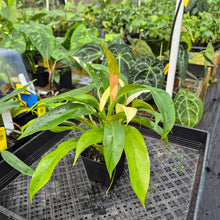 Load image into Gallery viewer, Philodendron Wend Imbe, Exact Plant Variegated Ships Nationwide