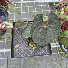 Load image into Gallery viewer, Anthurium Ace Of Spades X Papillilaminum, Exact Plant