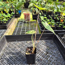 Load image into Gallery viewer, Alocasia Zebrina Aurea variegated exact plant, Fedex 2day*