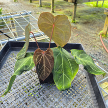 Load image into Gallery viewer, Anthurium Magnificum x Papillilaminum Exact Plant