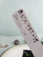 Load image into Gallery viewer, Whipple Way, Exact Plant, variegated Philodendron