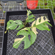 Load image into Gallery viewer, Rhaphidophora Tetrasperma Albo, Exact Plant Variegated Ships Nationwide