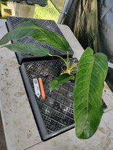 Load image into Gallery viewer, Anthurium Spectabile, Exact Plant Ships Nationwide