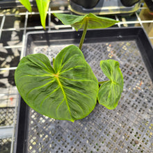 Load image into Gallery viewer, Philodendron Verrucosum Melon, Exact Plant Ships Nationwide
