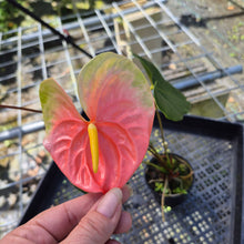 Load image into Gallery viewer, Anthurium Anuenue Obake bicolor, pink/ green, Exact Plant