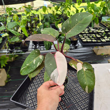 Load image into Gallery viewer, Philodendron Red Anderson Variegated exact plant, Fedex 2day