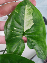 Load image into Gallery viewer, Panda, Exact Plant, variegated Syngonium