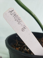 Load image into Gallery viewer, Gloriosum XL, exact plant, Philodendron, ships nationwide