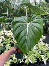 Load image into Gallery viewer, Philodendron Pastazanum 6" pot, Fedex 2day