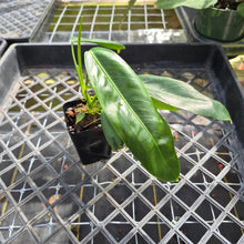 Load image into Gallery viewer, Philodendron Patriciae, Exact Plant Ships Nationwide