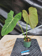 Load image into Gallery viewer, Philodendron Gloriosum, Pink Veined Back, Exact Plant Ships Nationwide