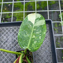 Load image into Gallery viewer, Philodendron Green Congo Nuclear Variegated 4" pot, Fedex 2day*