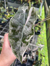 Load image into Gallery viewer, Alocasia Psuedosanderiana pink Variegated 2.5" pot, Fedex 2day*