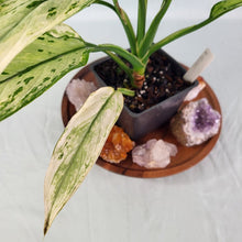 Load image into Gallery viewer, Aglaonema Ice Queen, Silver Queen Variegated 4" pot, Fedex 2day*