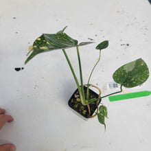 Load image into Gallery viewer, Monstera Deliciosa Creme Brulee, Exact Plant Variegated Ships Nationwide