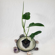Load image into Gallery viewer, Philodendron Jerry Horne 4" pot, Fedex 2day*