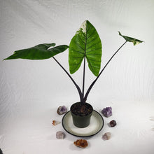 Load image into Gallery viewer, Alocasia Macrorhizza Black Stem, Exact Plant Variegated
