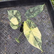 Load image into Gallery viewer, Alocasia dragon scale albo Exact Plant Ships Nationwide