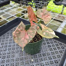 Load image into Gallery viewer, Syngonium Strawberry Ice Variegated exact plant, Fedex 2day*