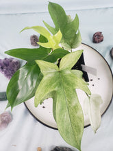 Load image into Gallery viewer, Florida Ghost, exact plant, Philodendron, ships nationwide