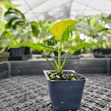 Load image into Gallery viewer, Syngonium Red Spot Tricolor, Exact Plant Variegated Ships Nationwide
