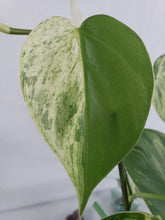 Load image into Gallery viewer, Hederaceum Heart Leaf, exact plant, variegated Philodendron, ships nationwide