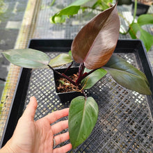 Load image into Gallery viewer, Philodendron Royal Queen 4" pot, Fedex 2day*