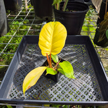 Load image into Gallery viewer, Philodendron Jungle Fever Yellow, Exact Plant Ships Nationwide
