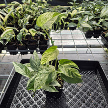 Load image into Gallery viewer, Epipremnum Pinnatum Marble Variegated exact plant, Fedex 2day*