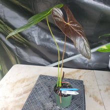 Load image into Gallery viewer, Anthurium Moodeanum, Exact Plant Ships Nationwide