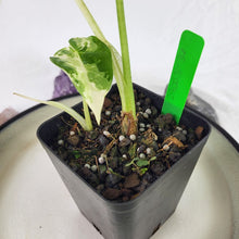 Load image into Gallery viewer, Alocasia Frydek, Exact Plant Variegated with baby