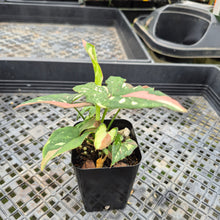 Load image into Gallery viewer, Syngonium Red Spot Tricolor Variegated exact plant, Fedex 2day*
