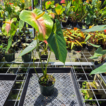 Load image into Gallery viewer, Anthurium Anuenue Obake Bicolor pink/green Fedex 2day